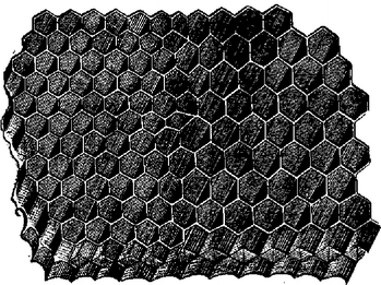 Рис. 6. Восковые постройки пчел: слева — пчелиные ячейки, справа — трутневые,
