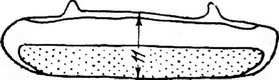 Рис. 3. Промер ширины третьего тергита (верхнего полуколечка брюшка) (Алпатов,