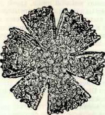 Catopheria chlapensis ( )