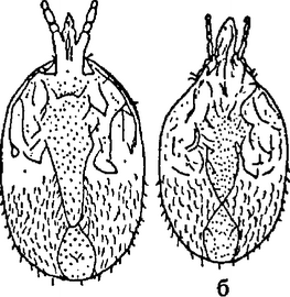 . 7.    Tropilaelaps koenigerum:   ;  