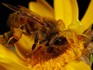 Практические советы пчеловодам
