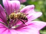 Породы медоносной пчелы