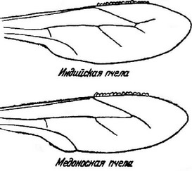 . 10.       Apis indica  