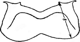Рис. 1. Промеры 2-го нижнего брюшного полуколечка (стернита)(Алпатов, 1927)