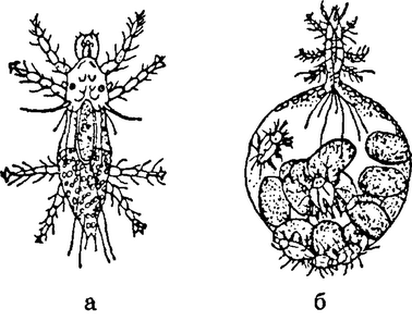 . 12. Pyemotes ventricosus: a   ;      