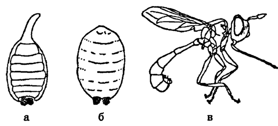 . 16. Physocephala vittata:   ;   ;    