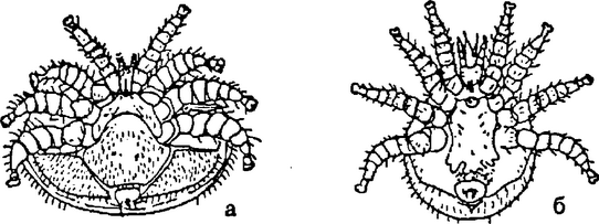 . 3. Varroa Jacobsoni:   ;   