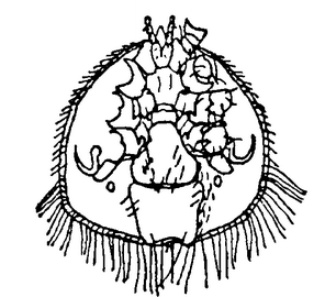 . 5.   Euvarroa sinhai