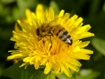 Увлекательное пчеловодство
