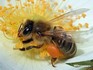 Уход за пчелами